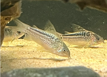 Elegans Cory (Wild-Brazil)