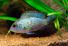 Electric Blue Acara-M