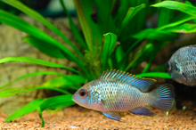 Electric Blue Acara-M
