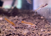 Dwarf Red Hummingbird Tetra