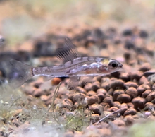 Dwarf Red Hummingbird Tetra