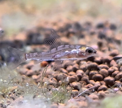 Dwarf Red Hummingbird Tetra