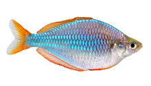 Dwarf Neon Rainbowfish