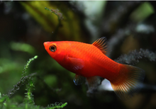 Dwarf Coral Red Platies