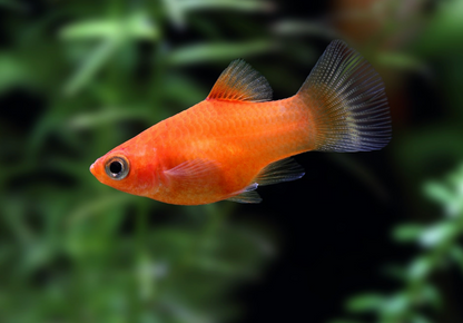 Dwarf Coral Red Platies
