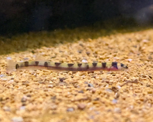 Dwarf Kuhli Loach