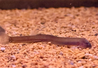 Dwarf Kuhli Loach