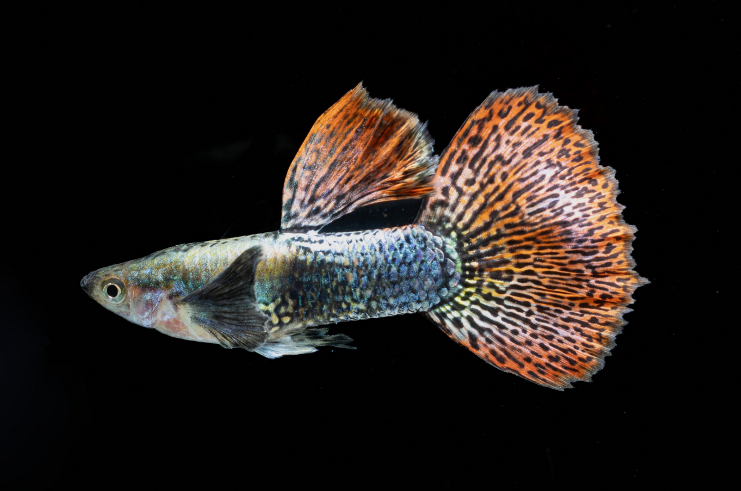 Dumbo Ear Dragon Guppy- Male