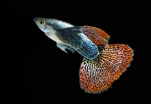 Dumbo Ear Dragon Guppy- Male