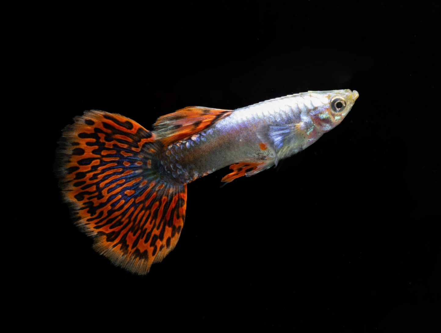 Dumbo Ear Dragon Guppy- Male