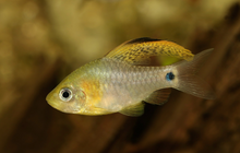 Drapefin Barb-Group of 4