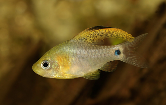 Drapefin Barb