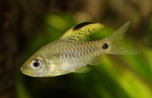 Drapefin Barb-Group of 4