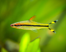 Denison's Barb-M