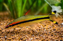 Denison's Barb-M
