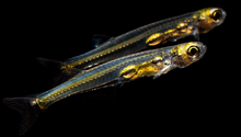 Danionella priapus GROUP OF 6