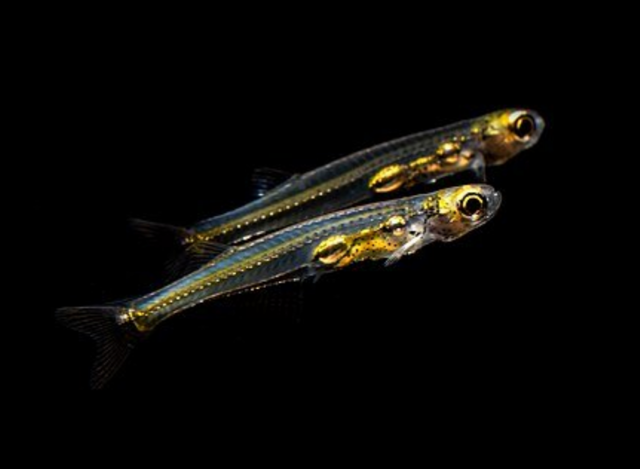 Danionella priapus GROUP OF 6