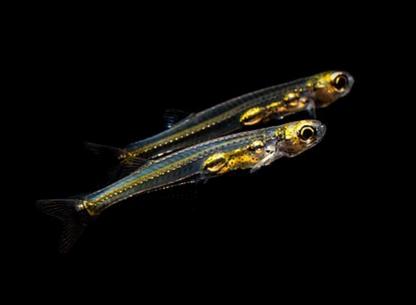 Danionella priapus GROUP OF 6