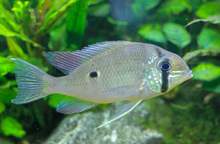 Cupid Cichlid-3-4"