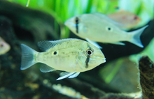 Cupid Cichlid-3-4"