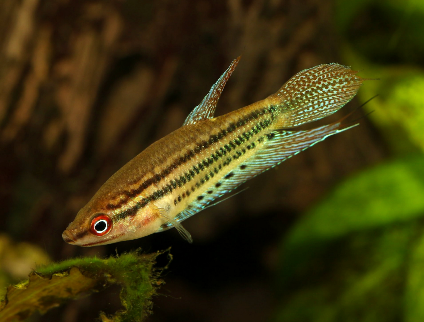 Croaking Gourami-L