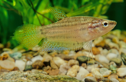 Croaking Gourami-L