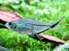 Costae Tetra