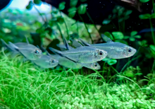 Costae Tetra