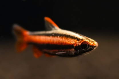 Coral Red Pencilfish