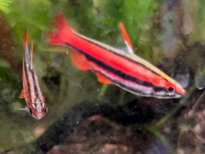 Coral Red Pencilfish