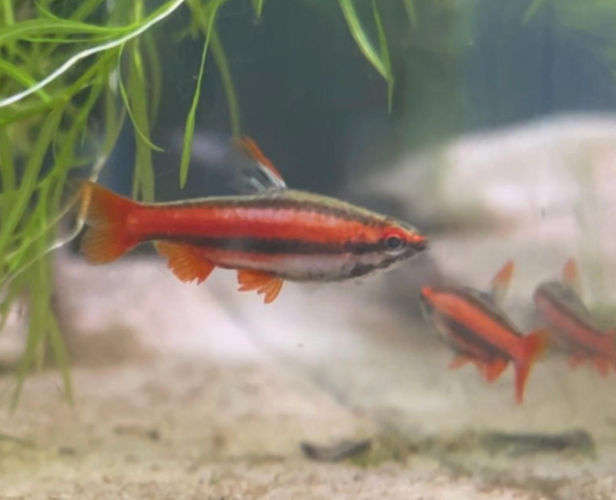Coral Red Pencilfish