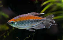 Congo Tetra- M WILD