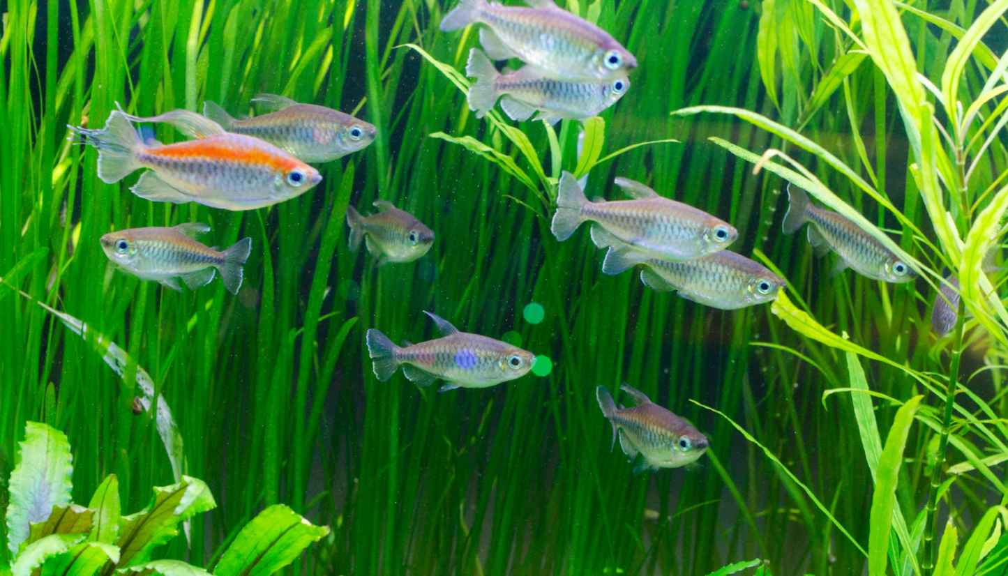 Congo Tetra- M WILD