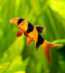Clown Loach 3"