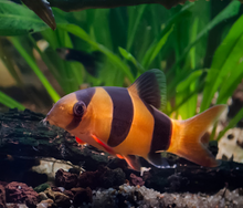 Clown Loach 3"