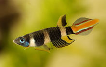 Clown Killifish