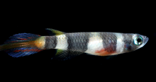 Clown Killifish