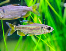 Cherry Red Congo Tetra WILD-L