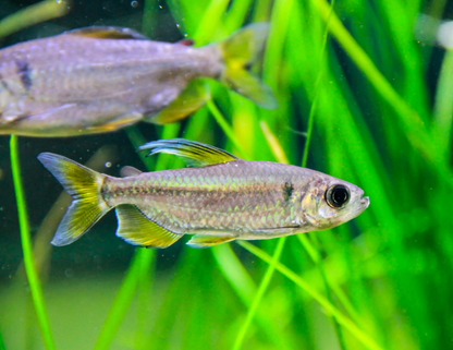 Cherry Red Congo Tetra WILD-L