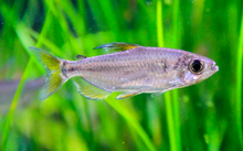 Cherry Red Congo Tetra WILD-L