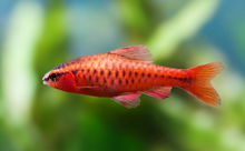 Cherry Barb