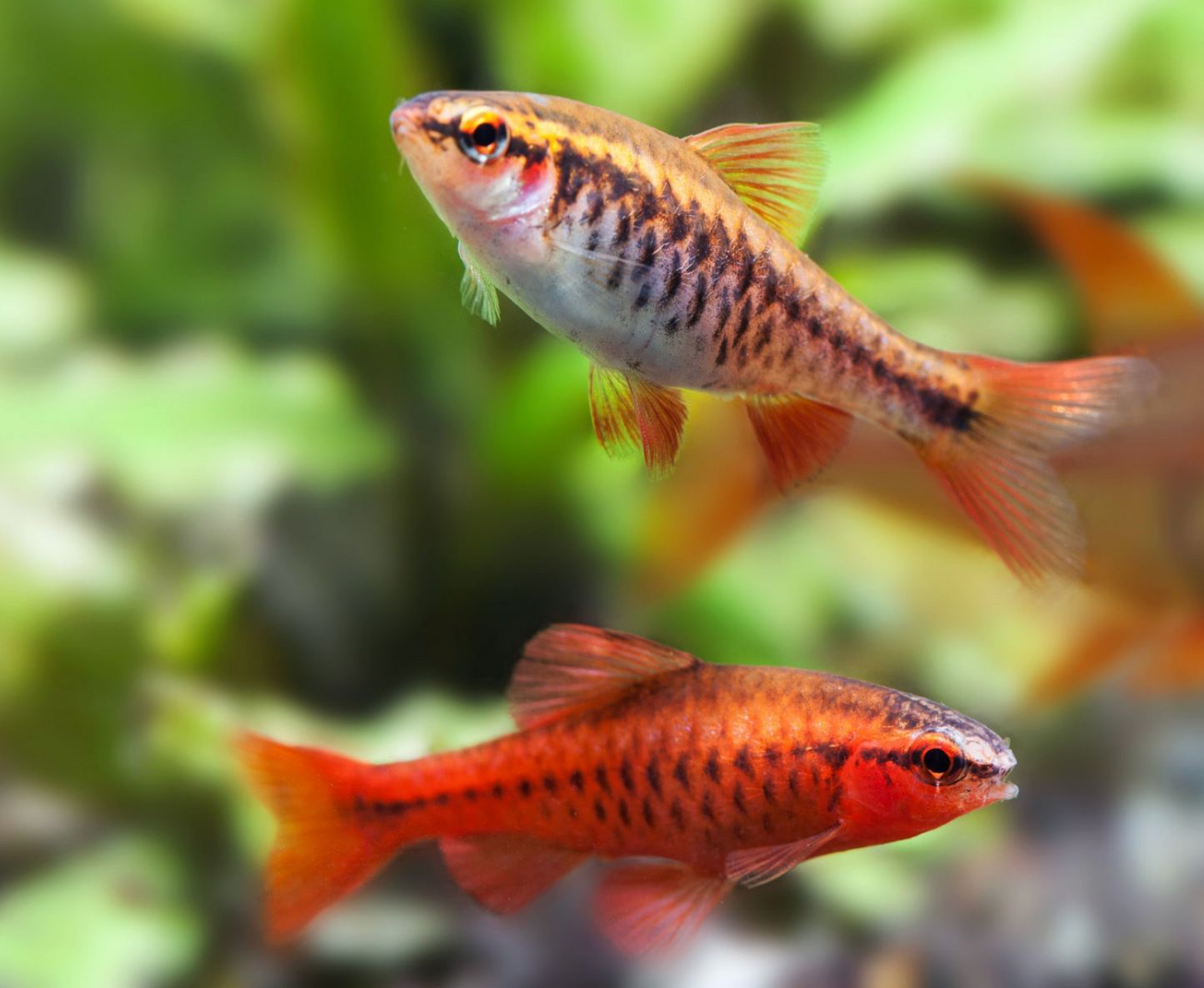 Cherry Barb