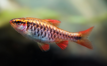 Cherry Barb