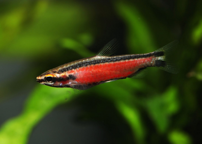 Cenepa Red Pencilfish- WILD