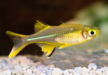 Celebes Rainbowfish- XL