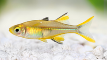 Celebes Rainbowfish- XL
