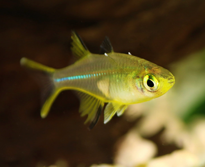 Celebes Rainbowfish- XL