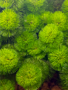 Cabomba-Green