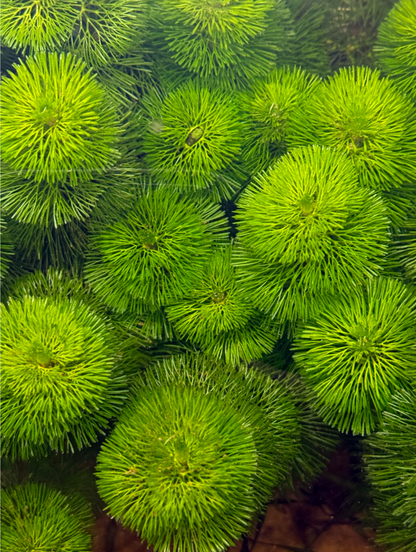 Cabomba-Green