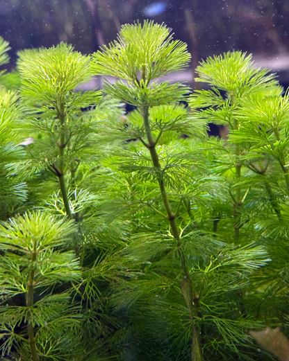 Cabomba-Green